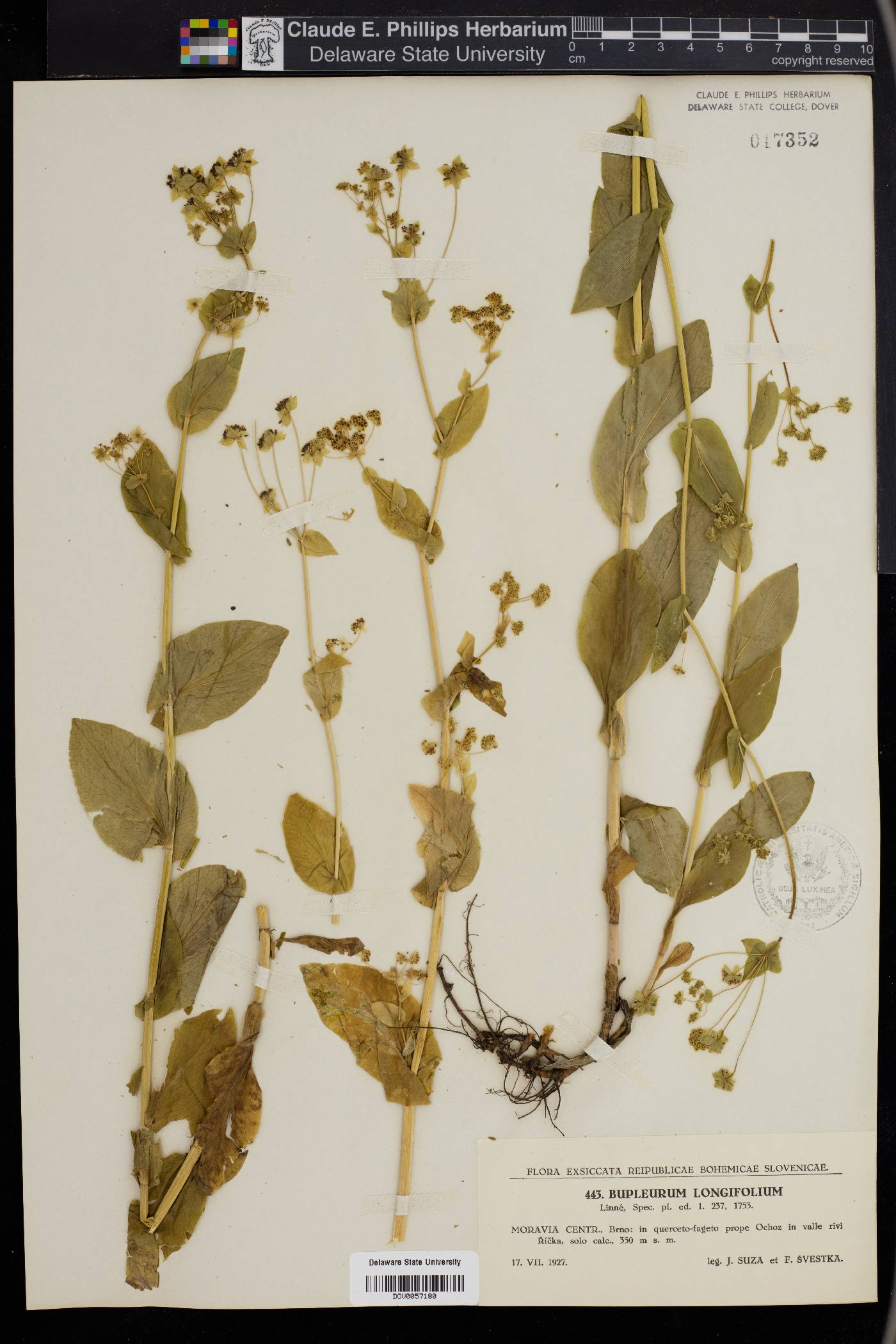 Bupleurum longifolium image