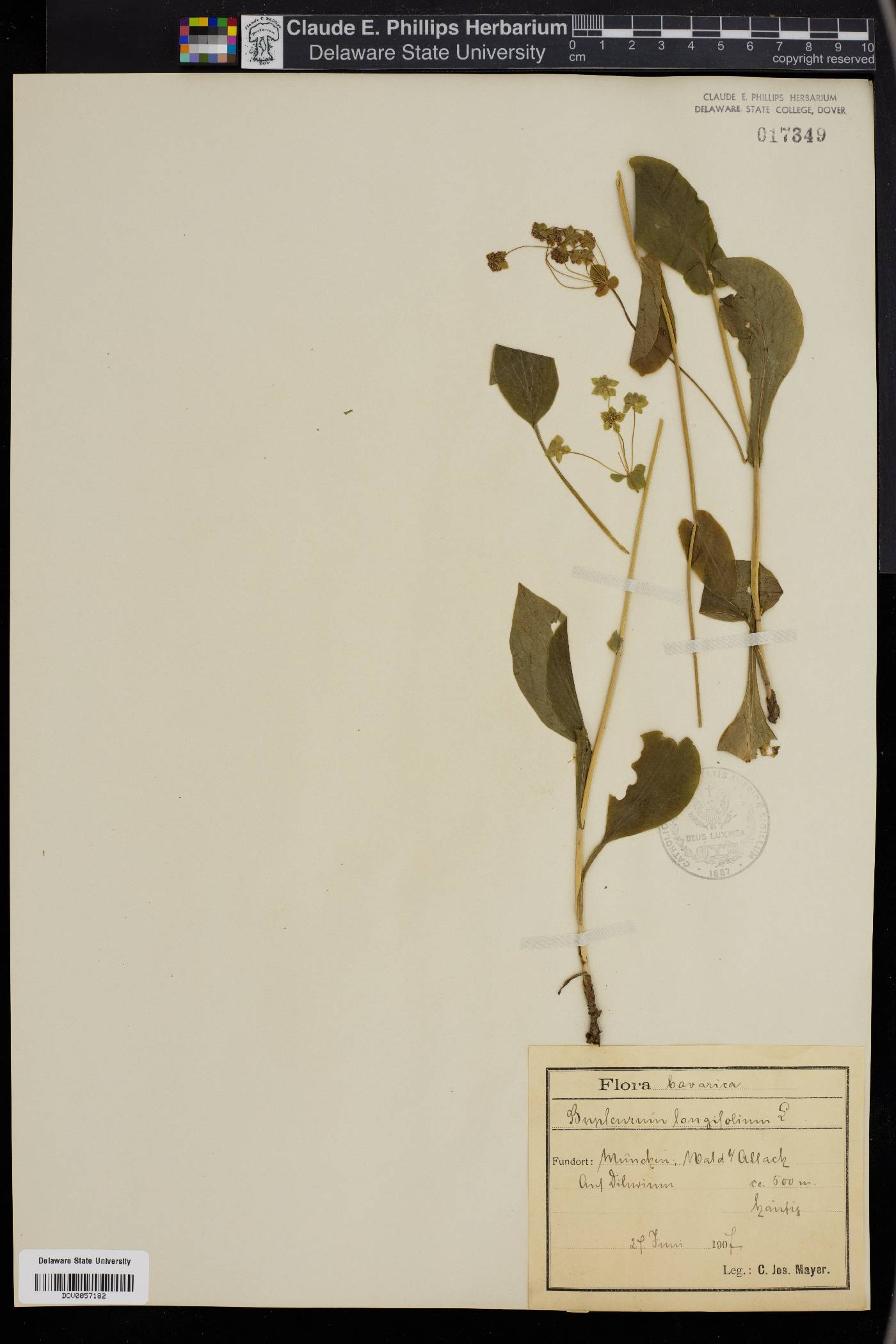 Bupleurum longifolium image