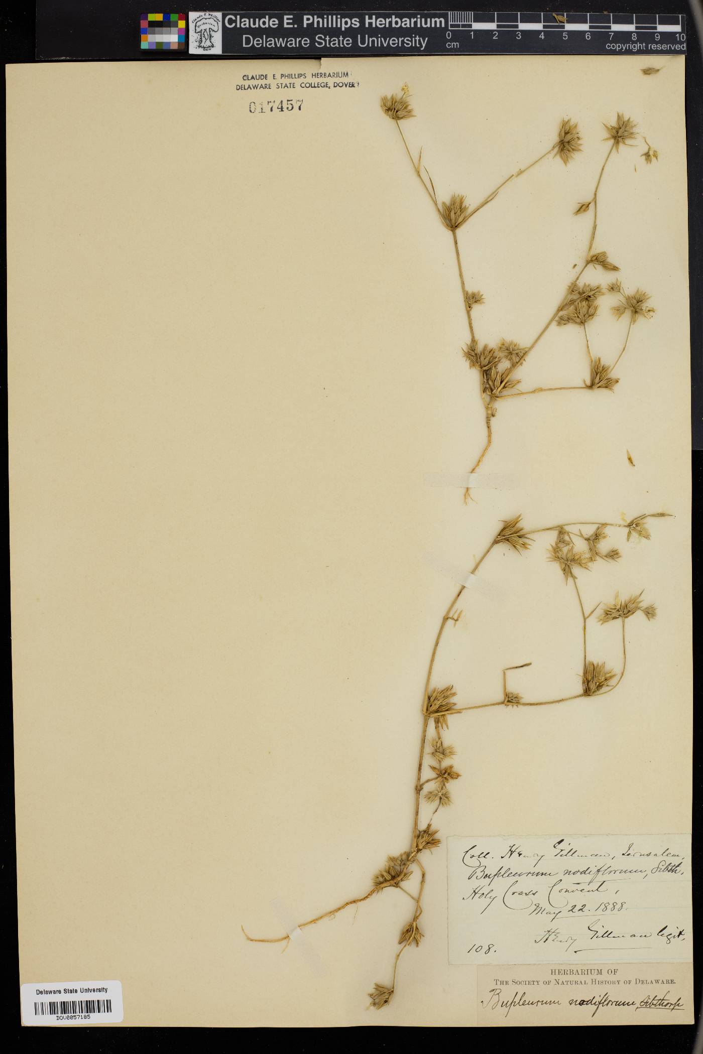 Bupleurum nodiflorum image