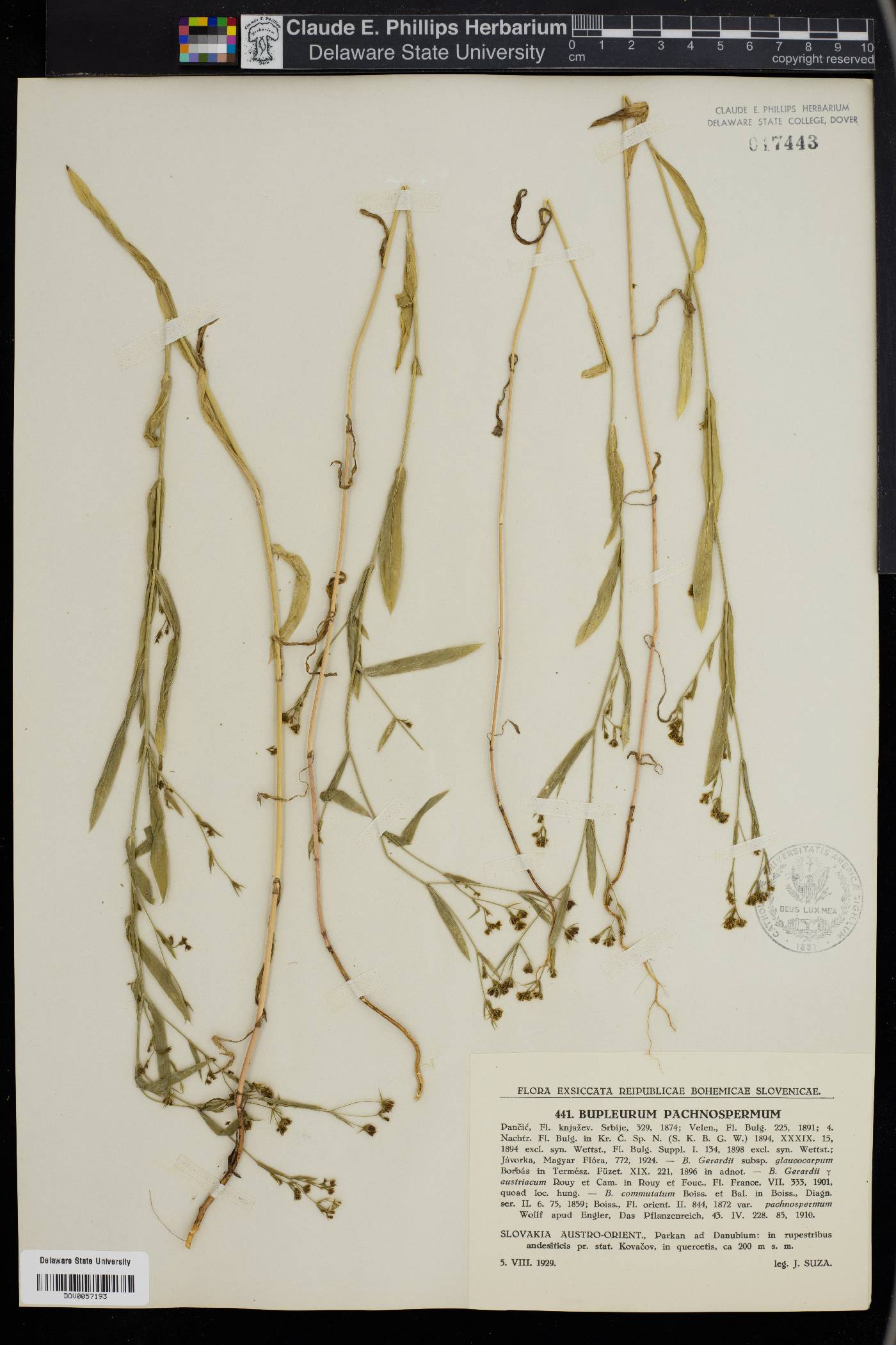 Bupleurum pachnospermum image