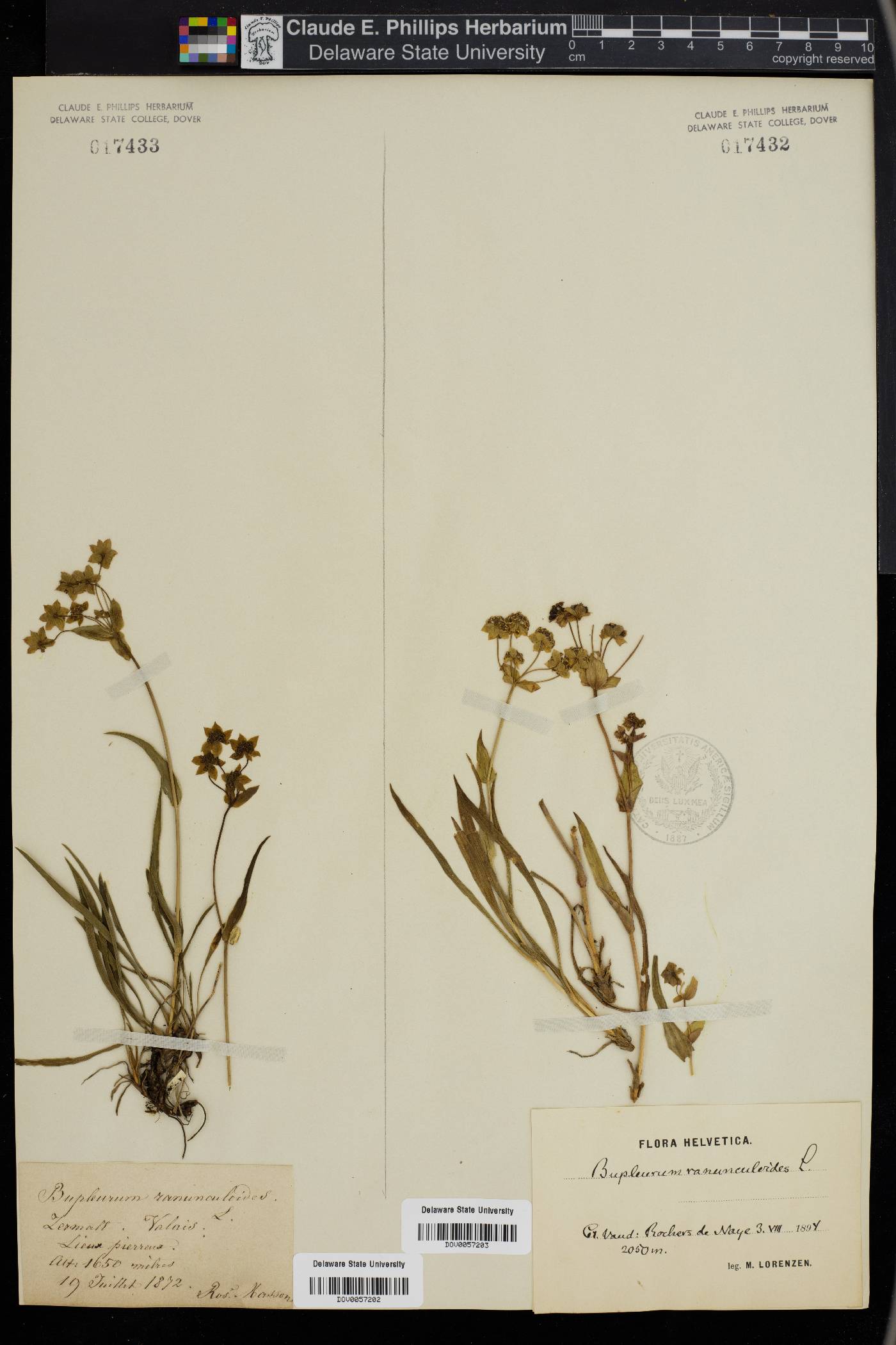 Bupleurum ranunculoides image