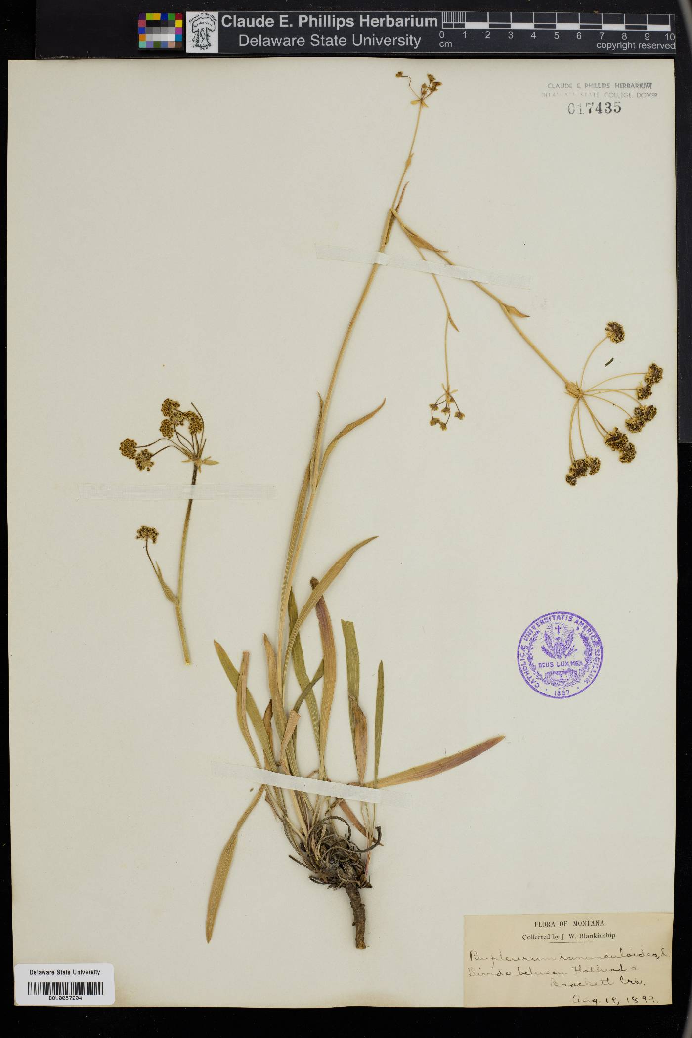 Bupleurum rigidum image