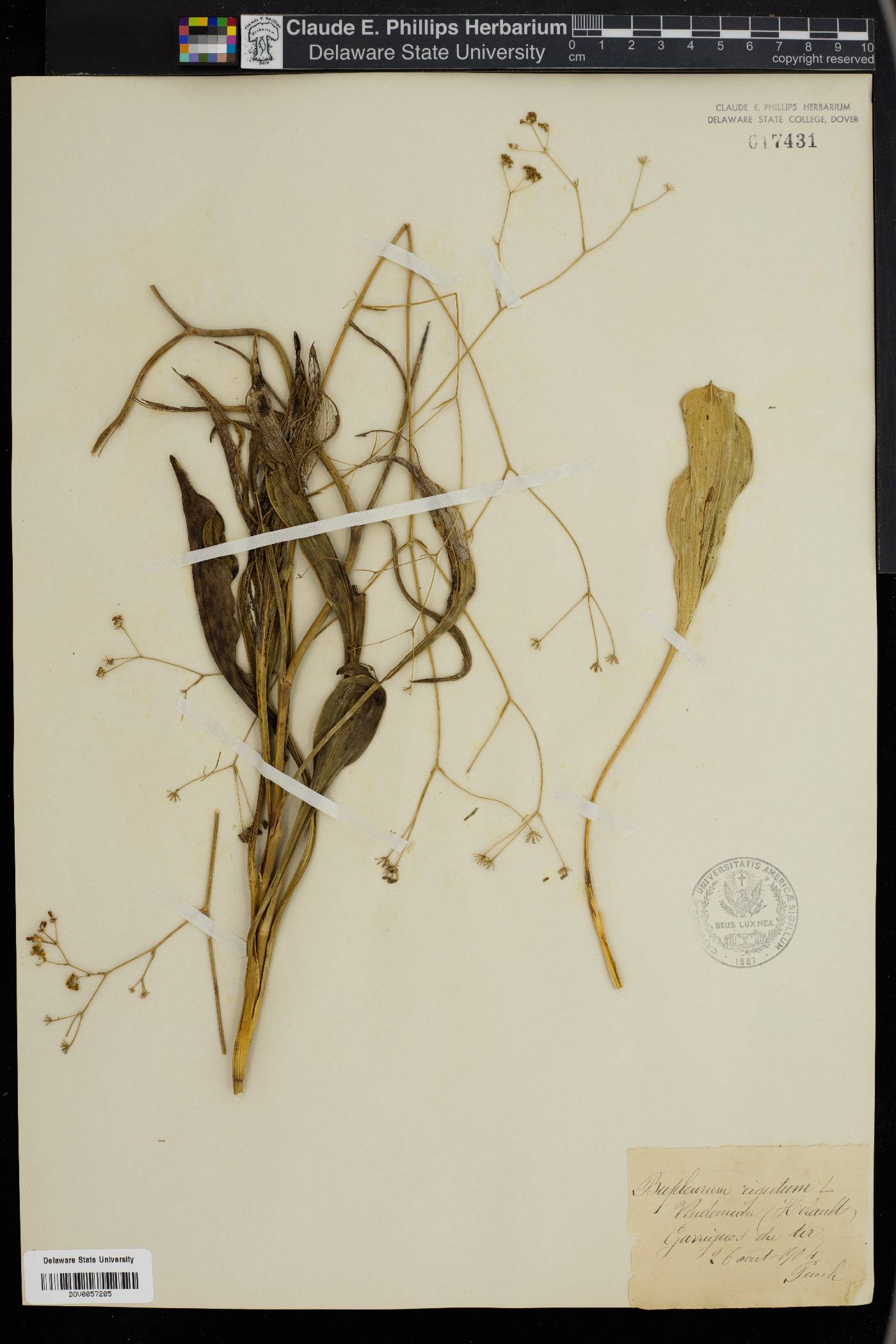 Bupleurum rigidum image