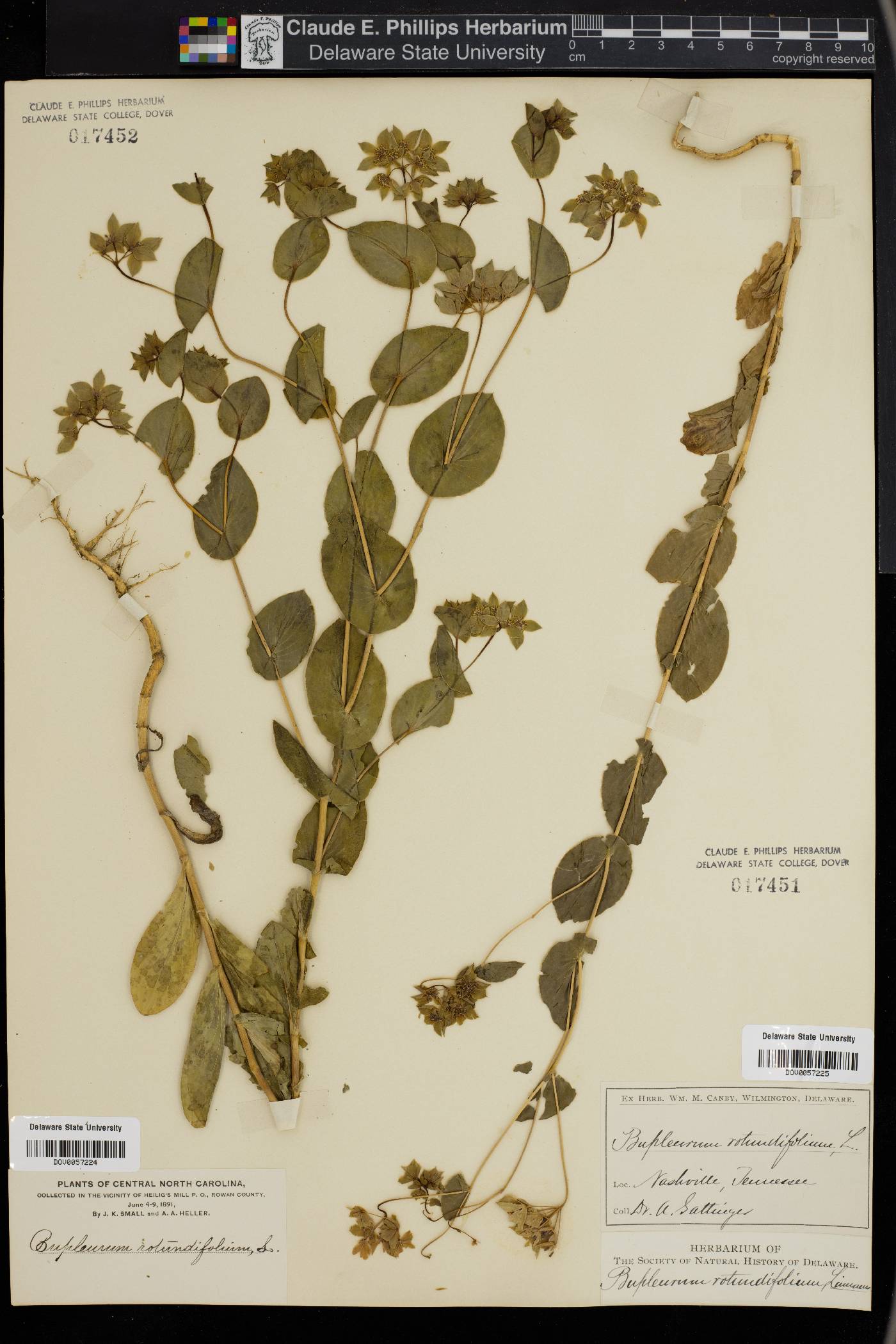Bupleurum rotundifolium image