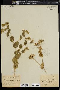 Bupleurum rotundifolium image