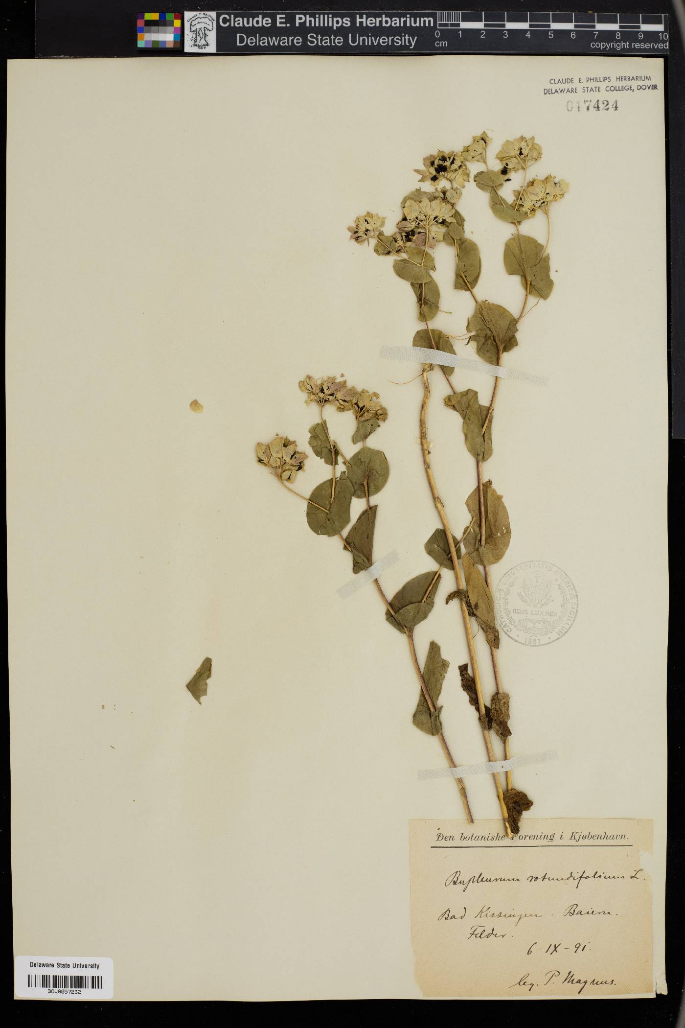 Bupleurum rotundifolium image