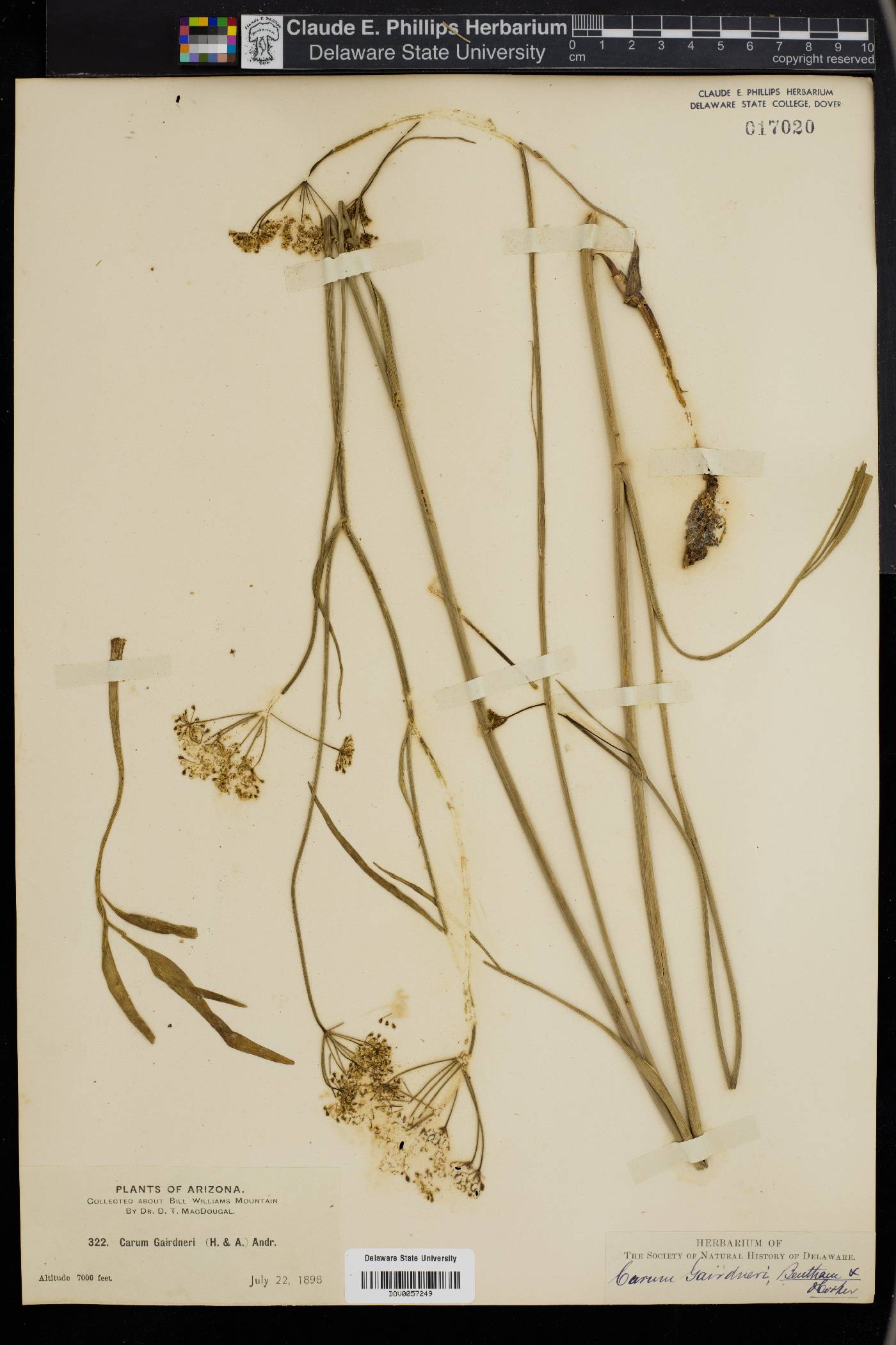 Carum gairdneri image