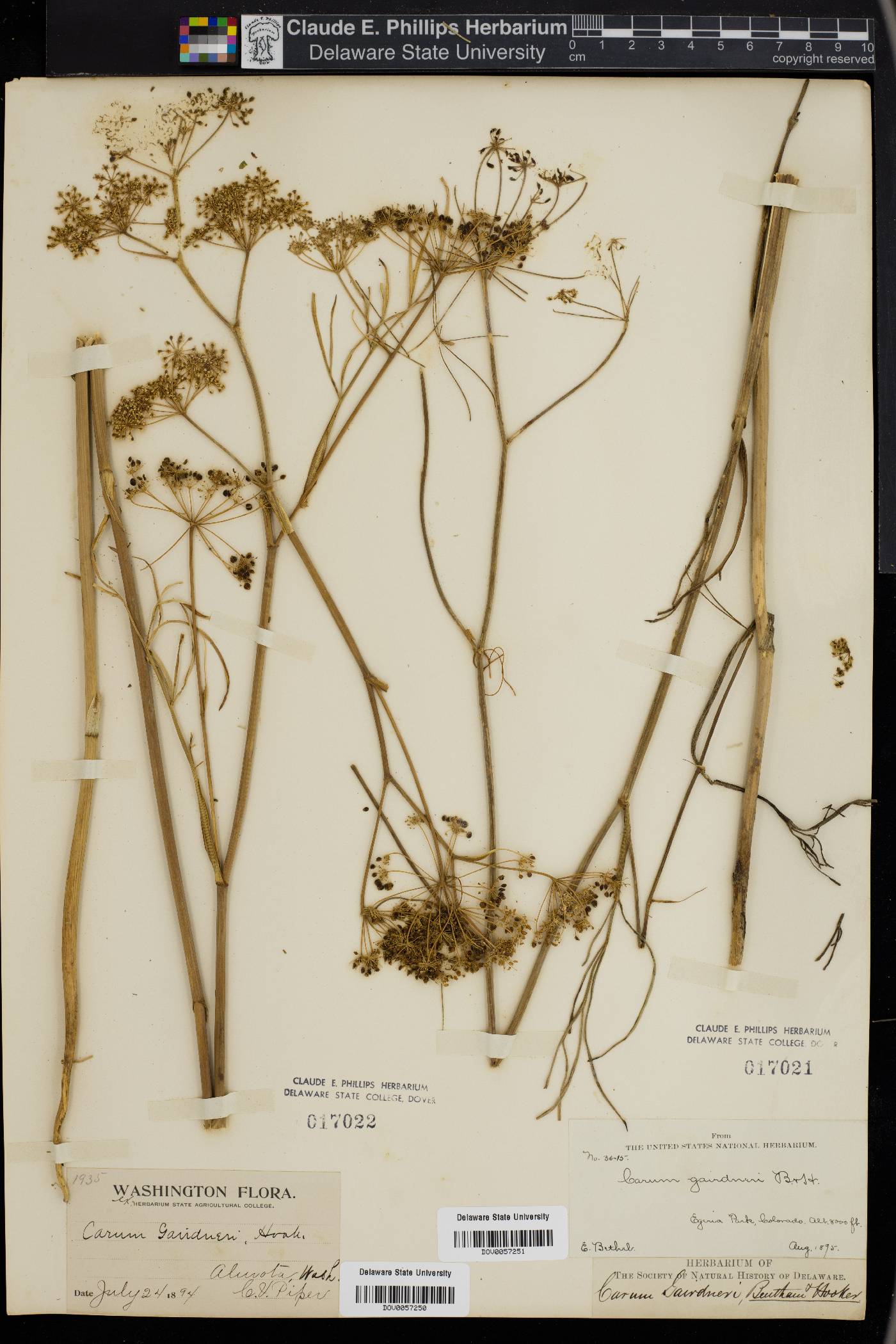 Carum gairdneri image