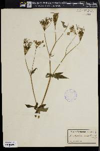 Chaerophyllum aromaticum image