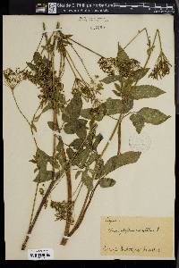 Chaerophyllum aromaticum image