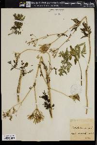 Chaerophyllum aureum image