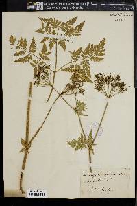 Chaerophyllum aureum image