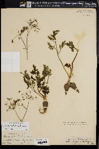 Chaerophyllum bulbosum image
