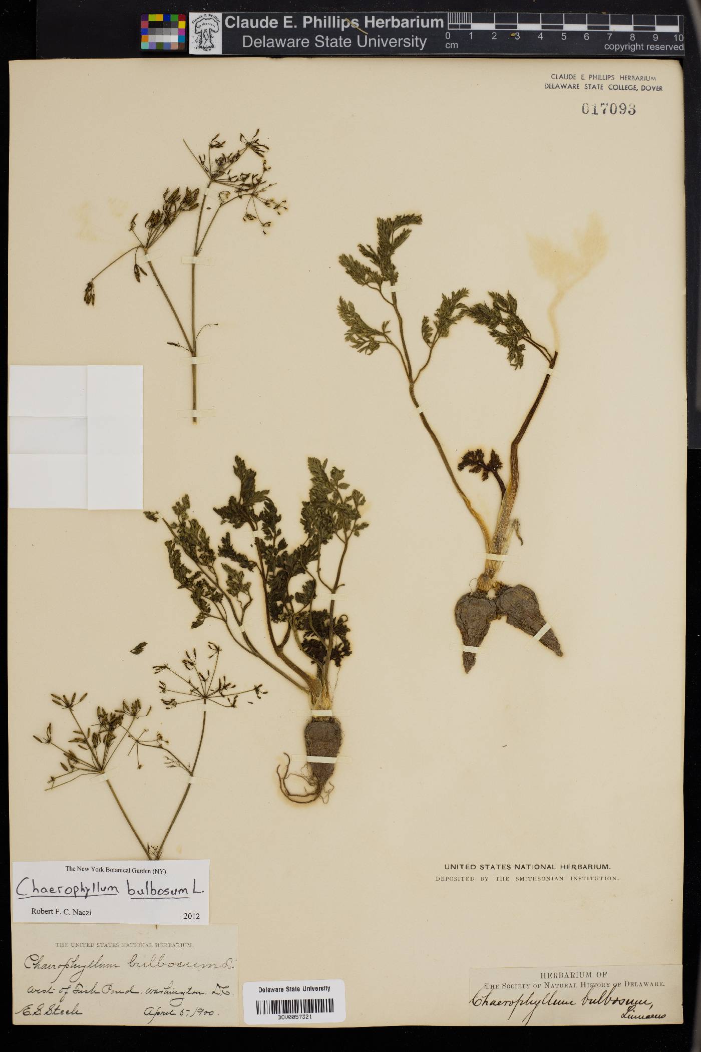 Chaerophyllum bulbosum image