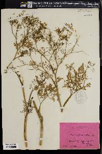 Chaerophyllum bulbosum image