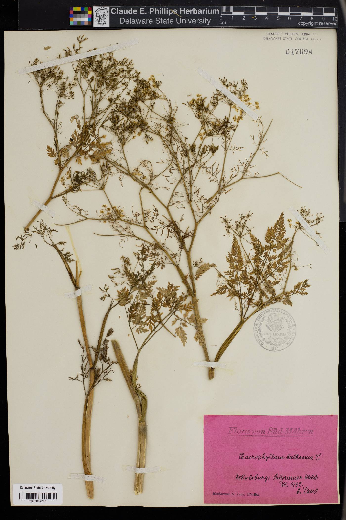 Chaerophyllum bulbosum image