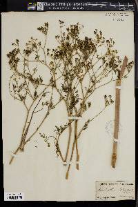 Chaerophyllum bulbosum image