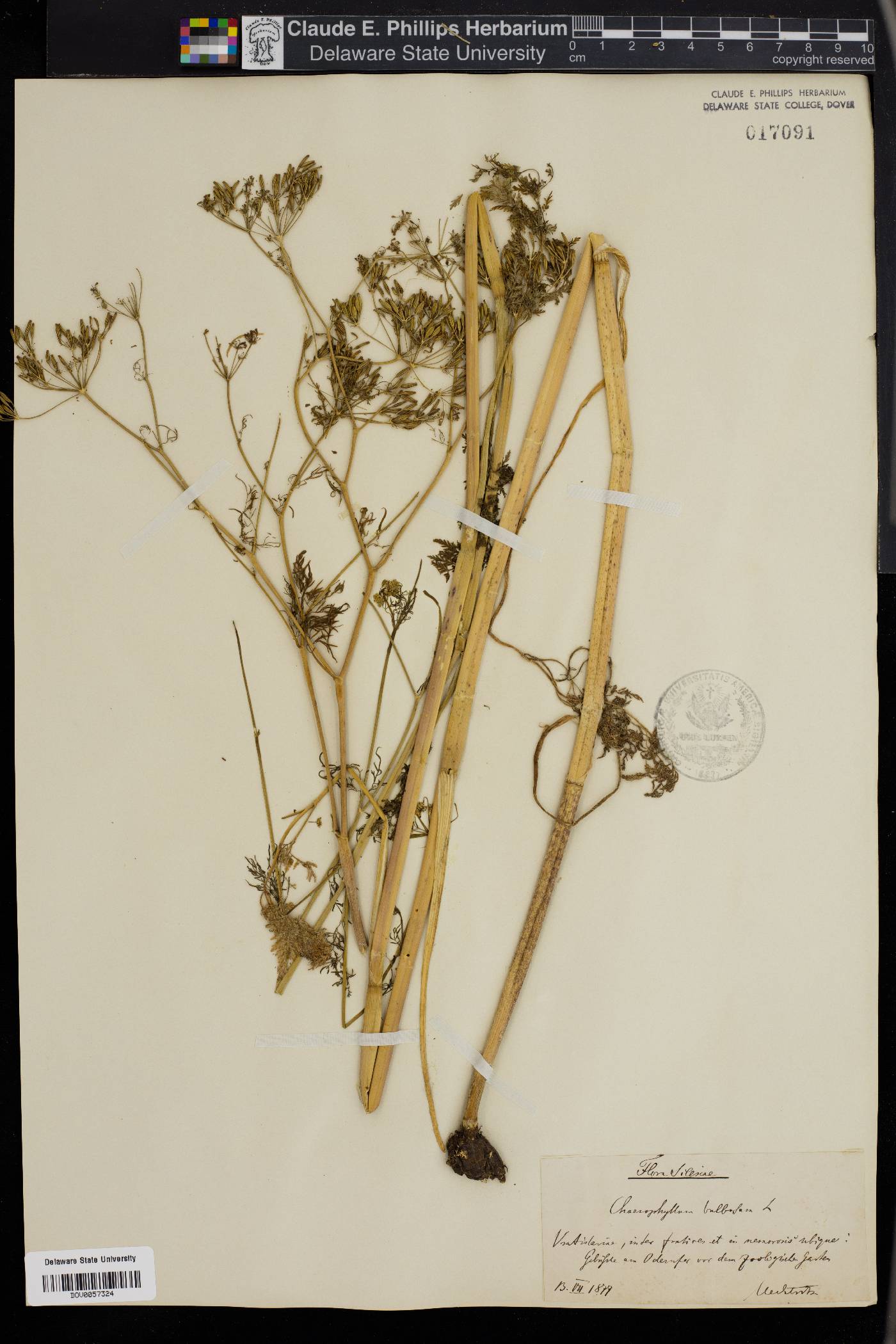 Chaerophyllum bulbosum image
