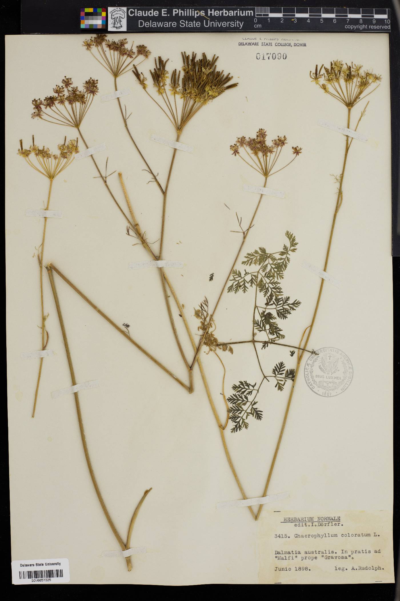 Chaerophyllum coloratum image