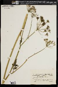 Chaerophyllum hirsutum image