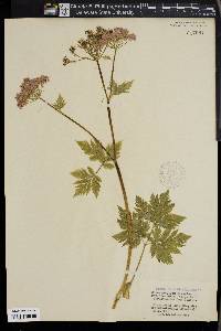 Chaerophyllum hirsutum image