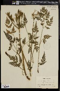 Chaerophyllum hirsutum image