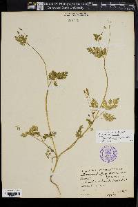 Chaerophyllum procumbens image