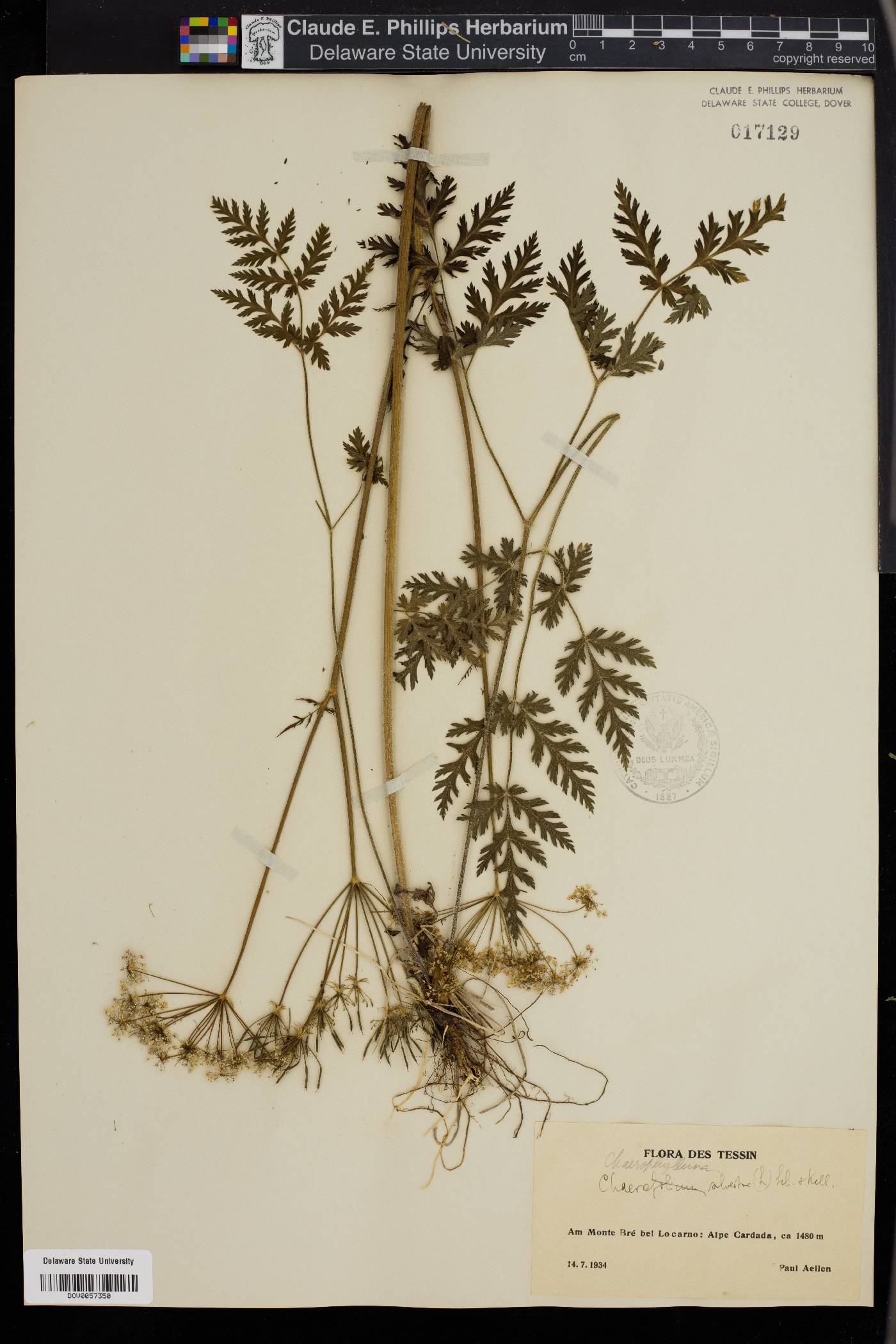 Chaerophyllum sylvestre image