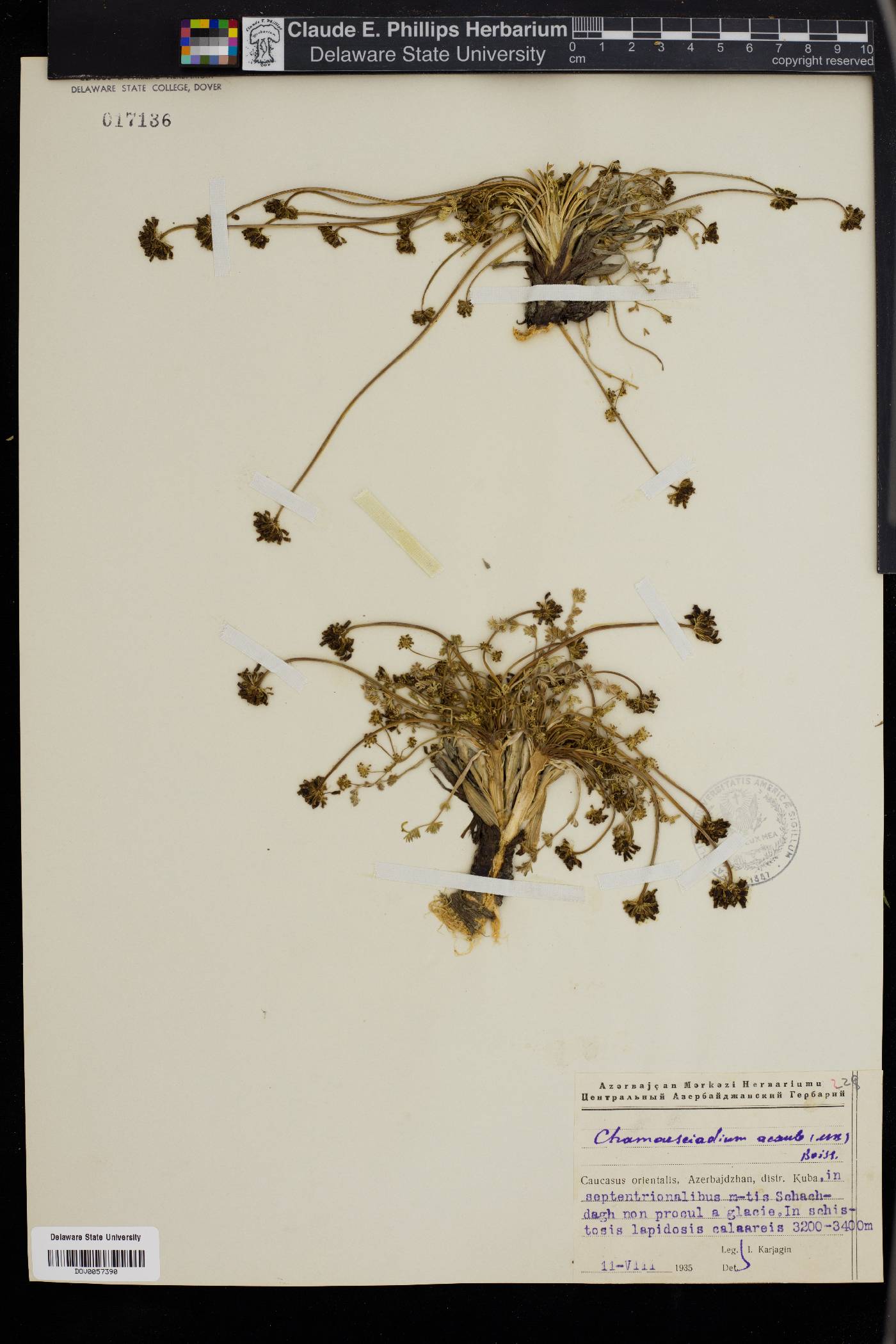 Chamaesciadium acaule image