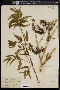 Cicuta maculata var. bolanderi image