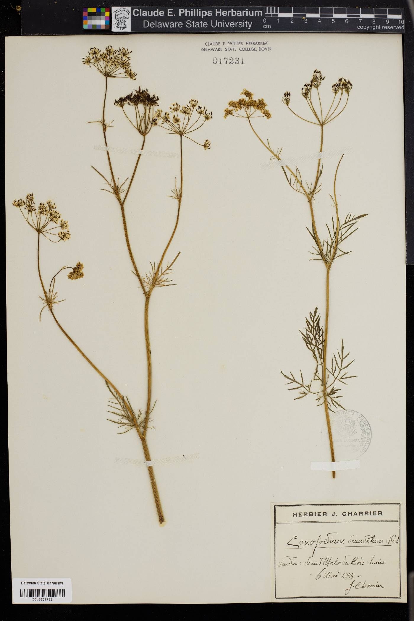 Conopodium majus image
