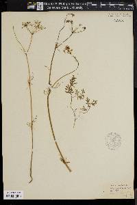 Conopodium majus subsp. majus image