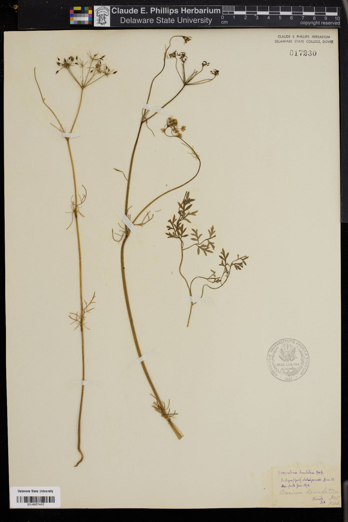 Conopodium majus subsp. majus image