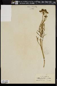 Crithmum maritimum image