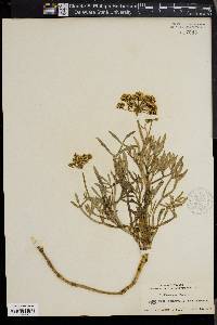 Crithmum maritimum image