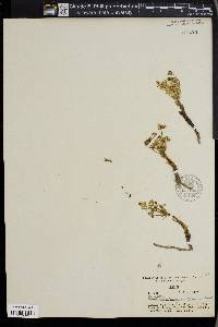 Cymopterus glaucus image