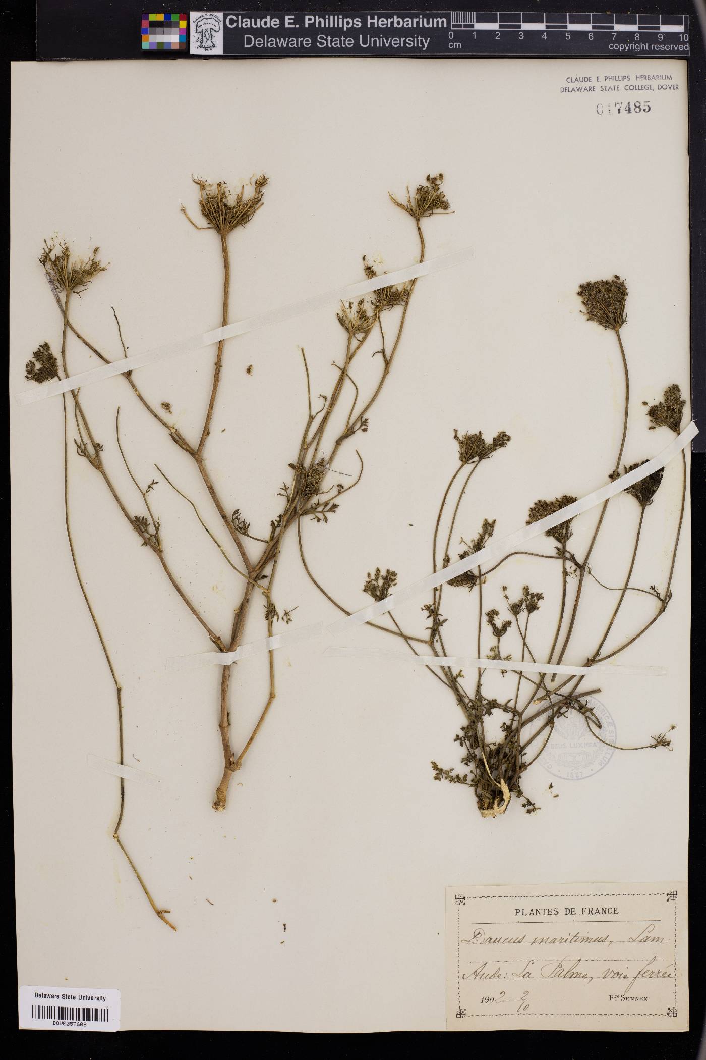 Daucus carota subsp. maritimus image