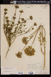 Daucus pusillus image