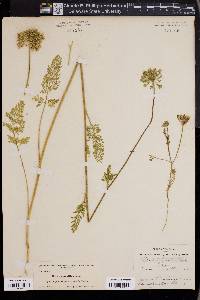 Daucus pusillus image