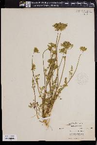 Daucus pusillus image