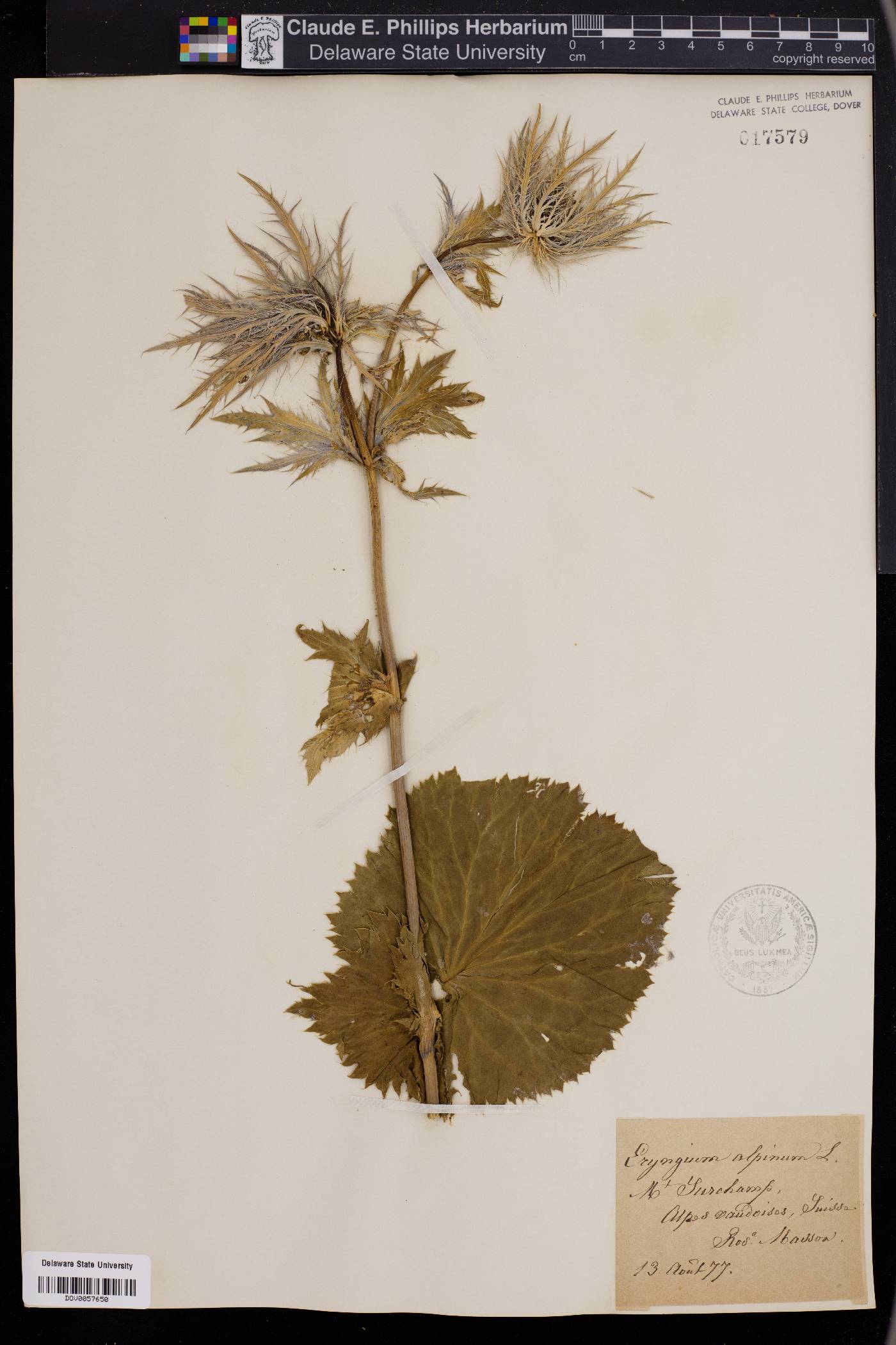 Eryngium alpinum image