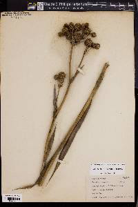 Eryngium yuccifolium image