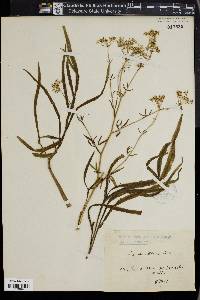 Falcaria vulgaris image