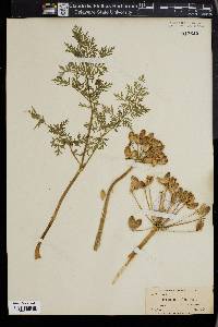 Lomatium multifidum image