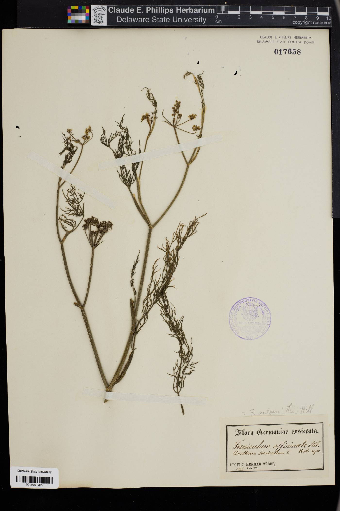 Foeniculum officinale image