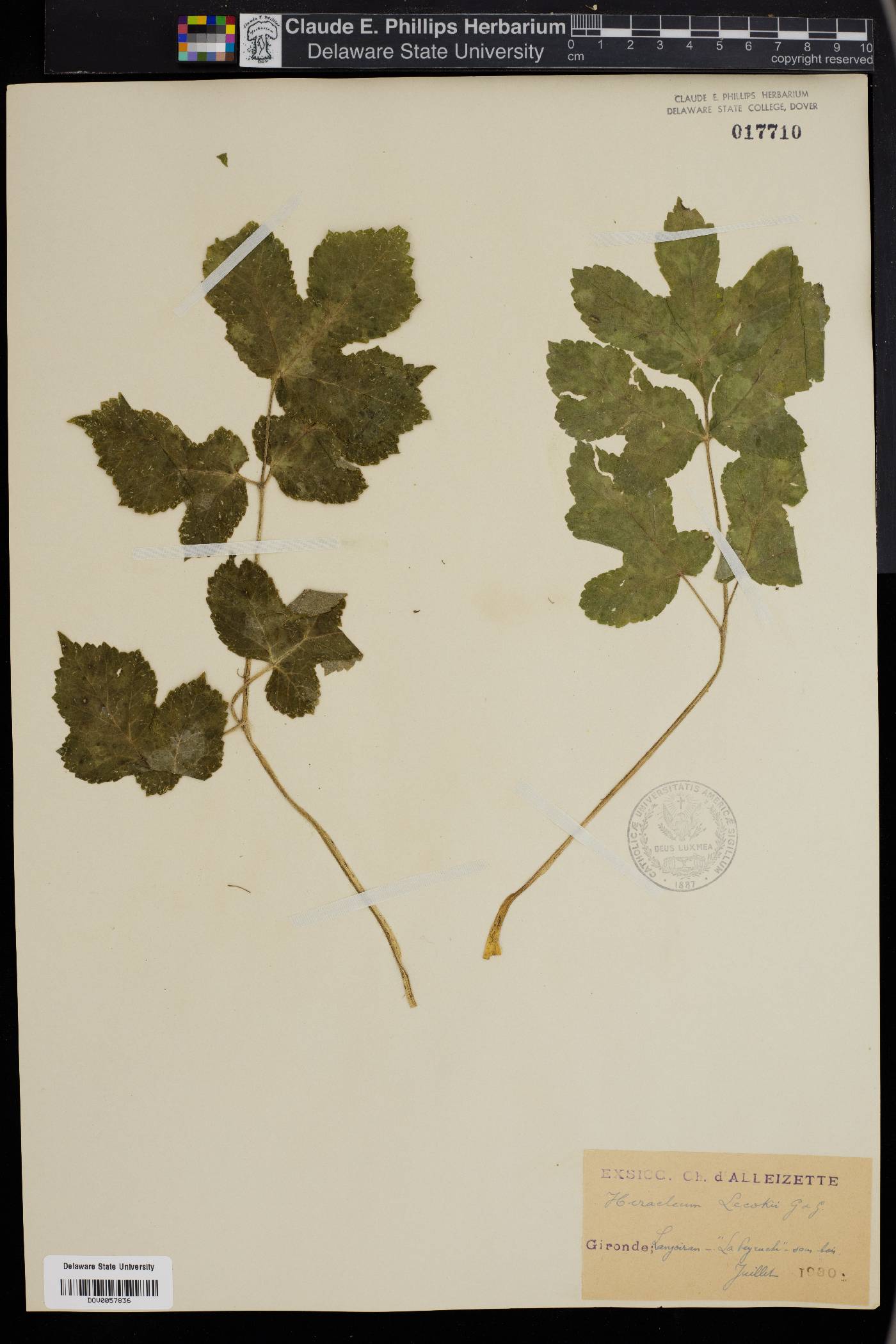 Heracleum sphondylium subsp. sibiricum image