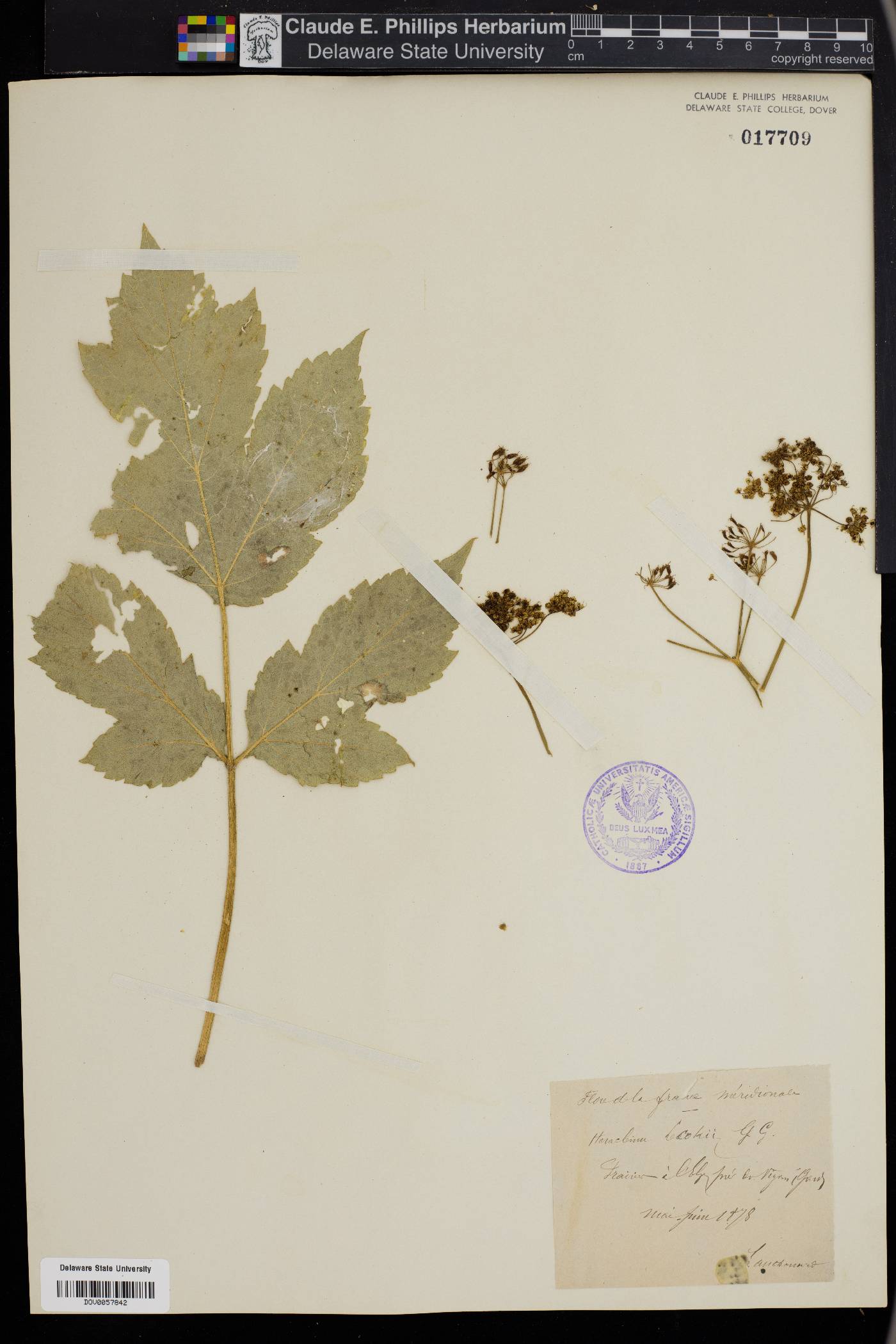 Heracleum sphondylium image