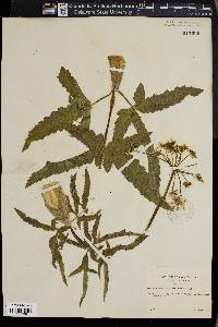 Heracleum sphondylium subsp. sphondylium image