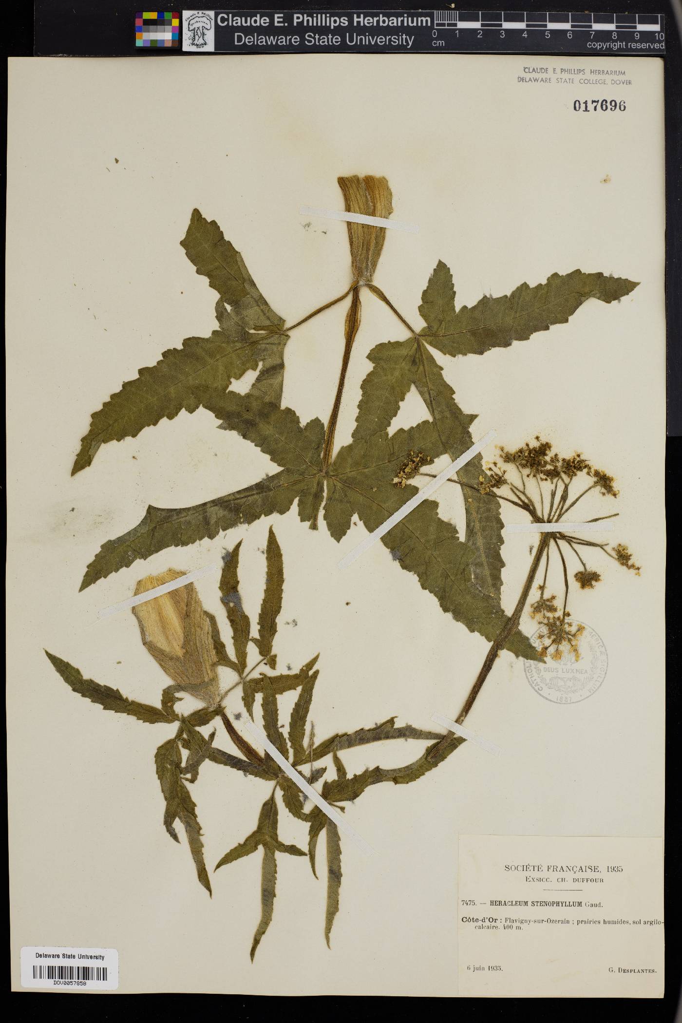 Heracleum sphondylium subsp. sphondylium image