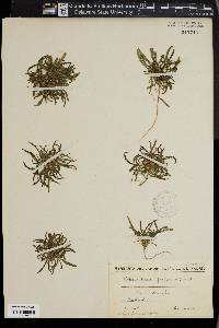 Hohenackeria polyodon image